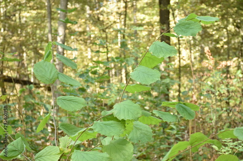 Wallpaper Mural autumn nature. Dried autumn leaves for background Torontodigital.ca