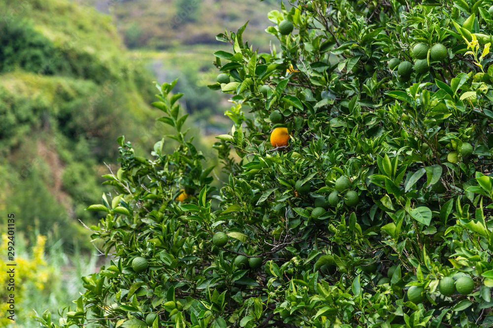 Orange on a tree