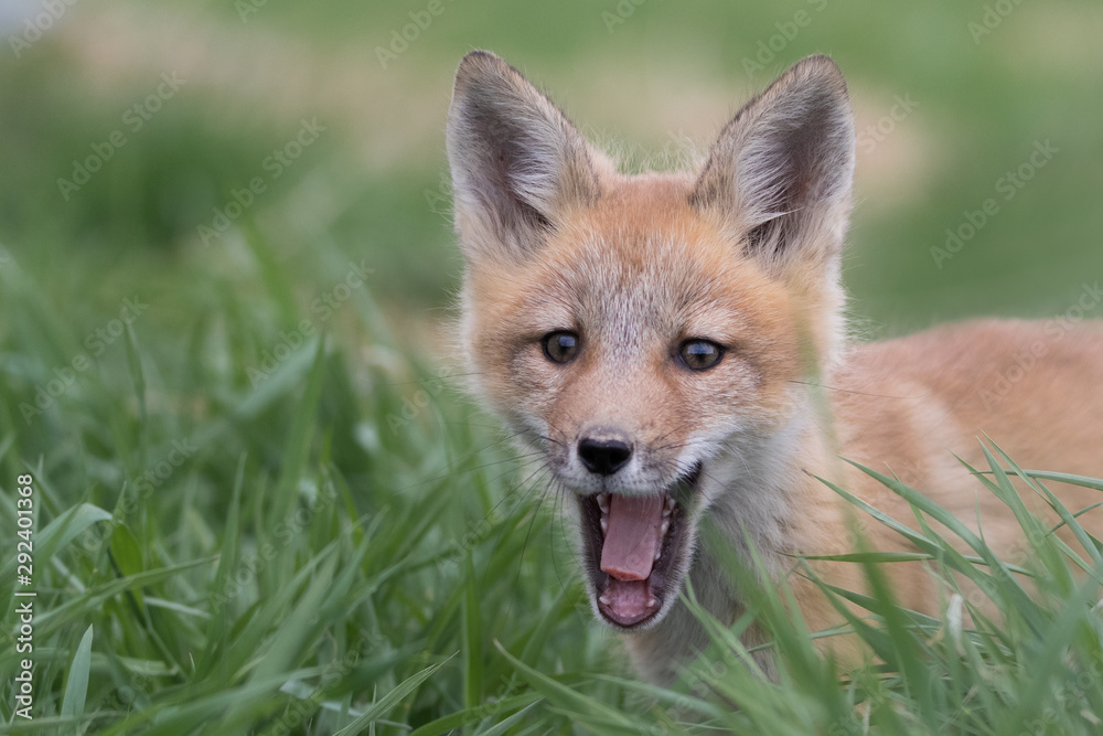 Obraz premium Baby fox yawning close up