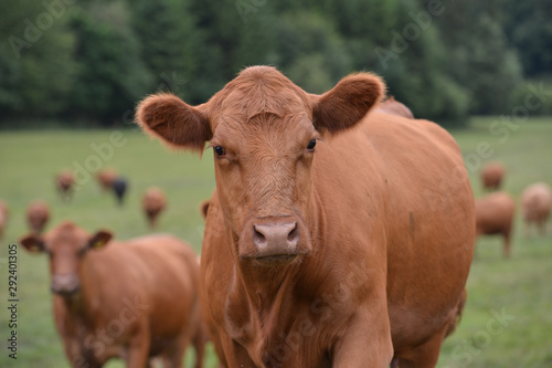 Head-shot of a brown cow in a field.