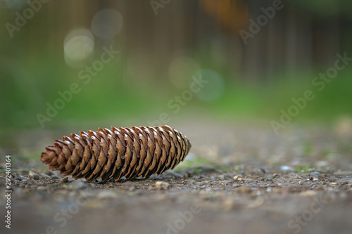 Beautiful pine cone in the forest in front of green blurred background. © Karoline Thalhofer
