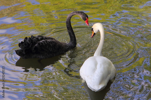 Fototapeta Beautiful pair of swans White and black swim together, a symbol of love