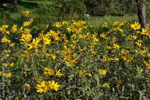 field of yellow flowers