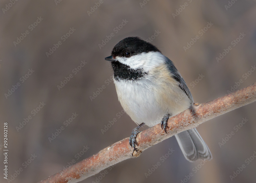 Close up of Black-capped Chickadee on tree branch Close up of Black-capped Chickadee on tree branch