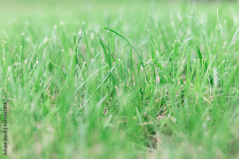 Abstract natural background of lawn with green grass and bokeh