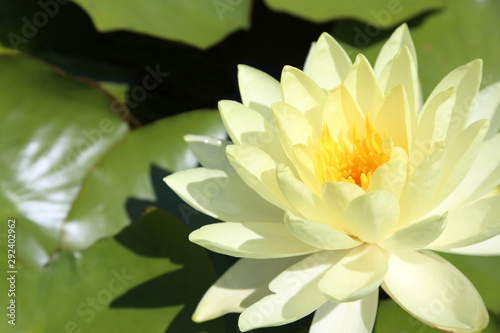 Yellow water lily on a pond