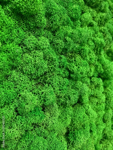 Moss wall 