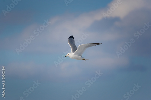 Seagull in flight against soft sky