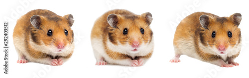 Syrian hamster on a white background