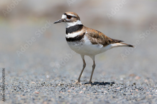 Killdeer bird extreme close up