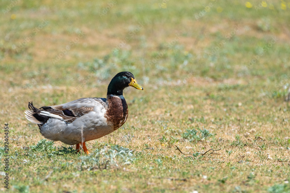 Domestic duck on a summer field close-up. Domestic duck on a summer field close-up.