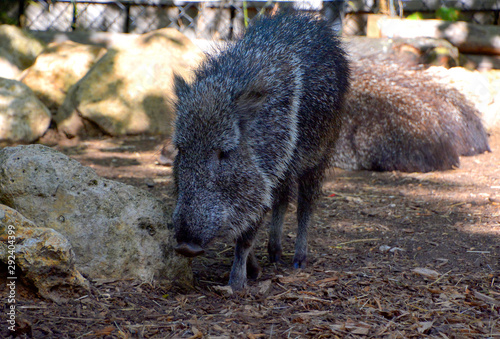 The Chacoan peccary or tagua (Catagonus wagneri) is the last extant species of the genus Catagonus photo