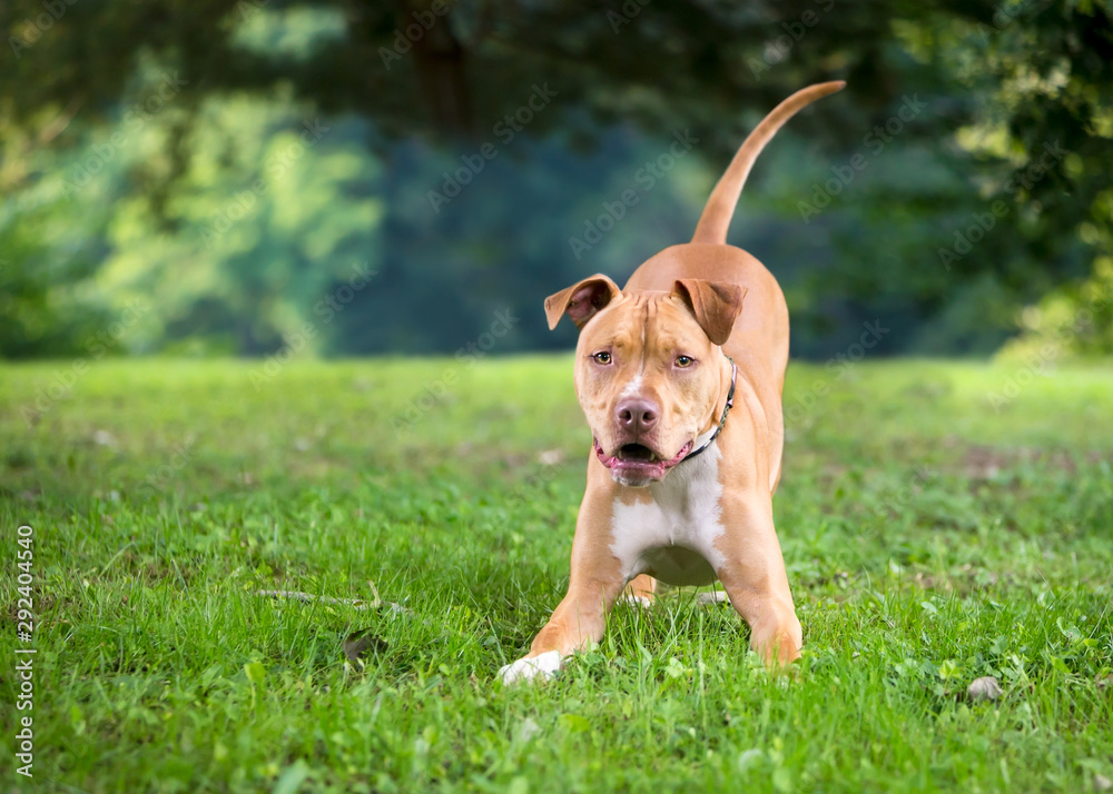 An excited and playful Pit Bull Terrier mixed breed dog crouching in a play bow position An excited and playful Pit Bull Terrier mixed breed dog crouching in a play bow position