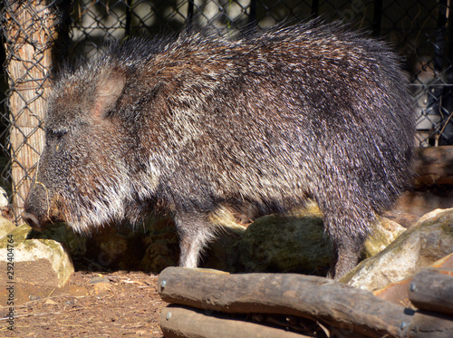 The Chacoan peccary or tagua (Catagonus wagneri) is the last extant species of the genus Catagonus photo