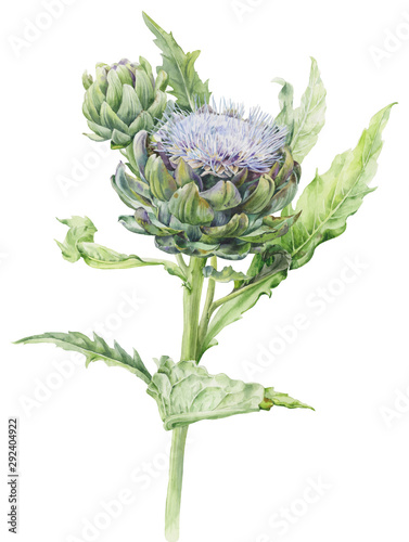 Obraz na płótnie Watercolor illustration of artichoke flower with bud on stem on white background