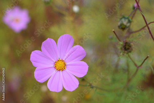 Purple cosmos flower on blurred background of green and yellow grass, blooming flower and some seed balls