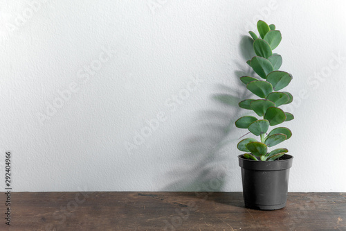 Suculent plant  in vase pot isolated on white background photo