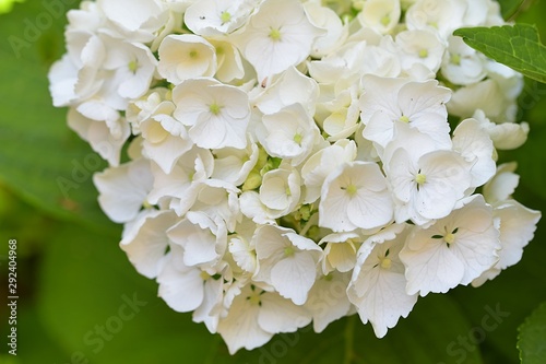 white hydrange in the garden photo