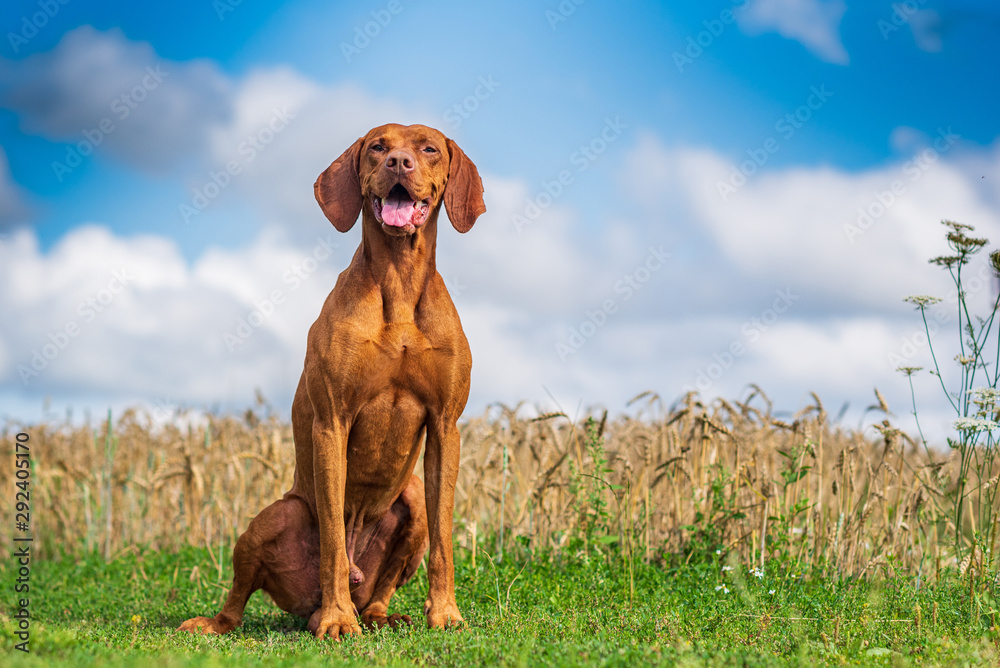 Portrait of a magyar vizsla seated on its hind legs close-up.