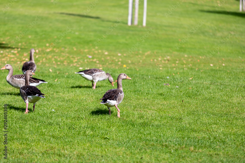 a flock of large geese, gray domestic geese a flock of large geese, gray domestic geese