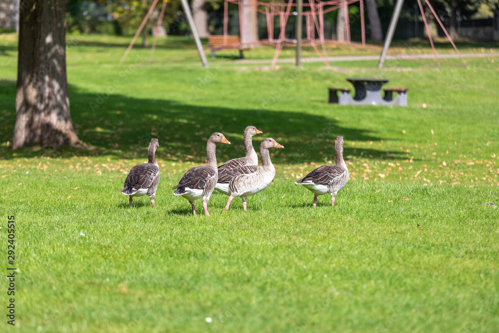 a flock of large geese, gray domestic geese a flock of large geese, gray domestic geese