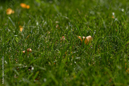 Autumn is coming. Fallen yellow leaf on green grass. Green natural grass background