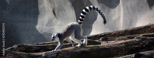 The ring-tailed lemur (Lemur catta) is a large strepsirrhine primate and the most recognized lemur due to its long, black and white ringed tail.  photo