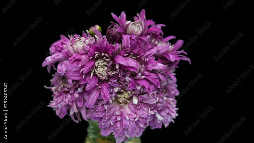 Static close up time lapse shot of a pink chrysanthemum flowers opening against a black background. Static close up time lapse shot of a pink chrysanthemum flowers opening against a black background.