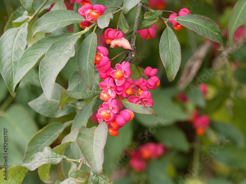 Fusain d'Europe (Euonymus europaeus). Un bel arbuste d'ornement aux capsules rose et arilles oranges et brillante, au feuillage vert coloré de rouge en automne photo