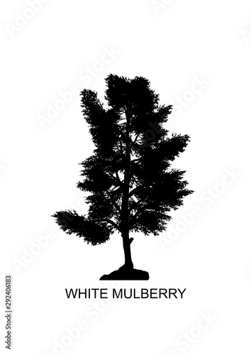 Morus alba, known as white mulberry, is a fast-growing, small to medium-sized mulberry tree which grows to 10–20 m  tall.