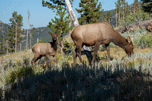 Elk and kid in forest
