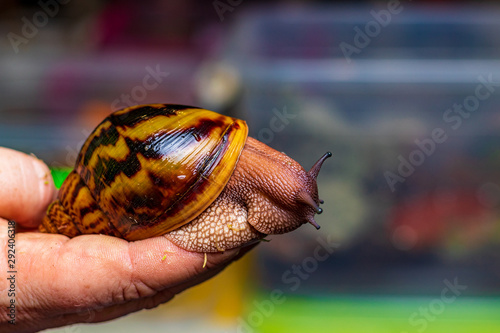 Tiger snail: Achatina achatina. Giant African snail in hand. The shell is smooth, orange or yellow with bright black stripes. Bokeh with copy space