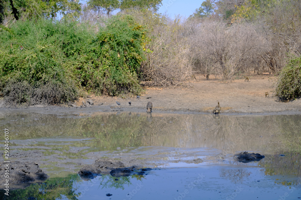 Pan in Mana Pools National Park, Zimbabwe Pan in Mana Pools National Park, Zimbabwe