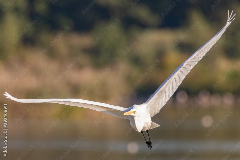 Airone bianco in volo