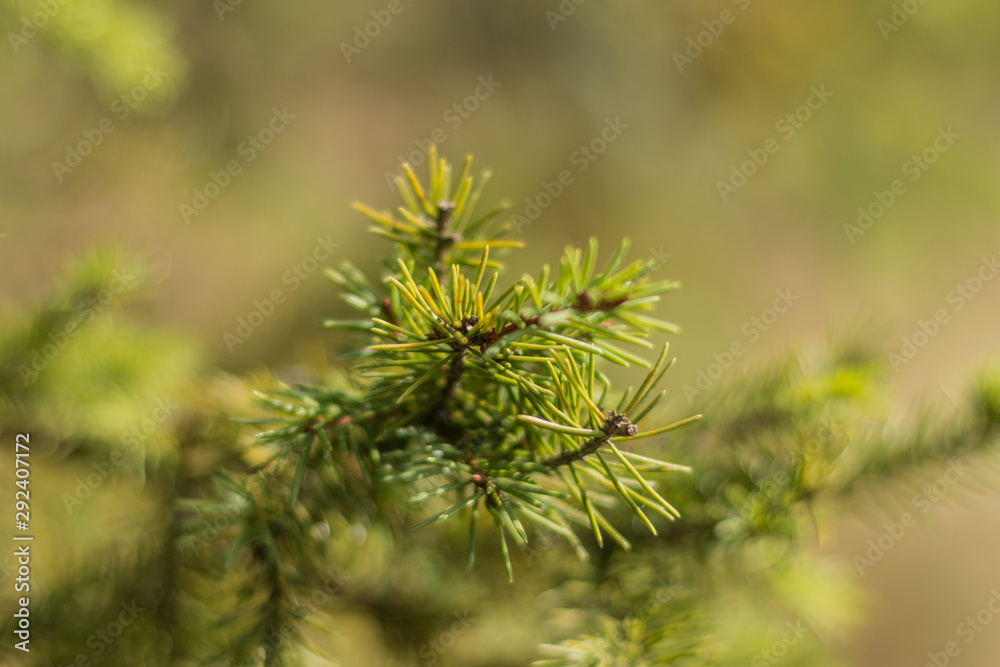 Tree in light macro with unusual background texture Tree in light macro with unusual background texture