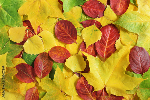 Autumn yellow and green leaves of maple  birch and quaking asp  red leaves of chokeberry. Nature background