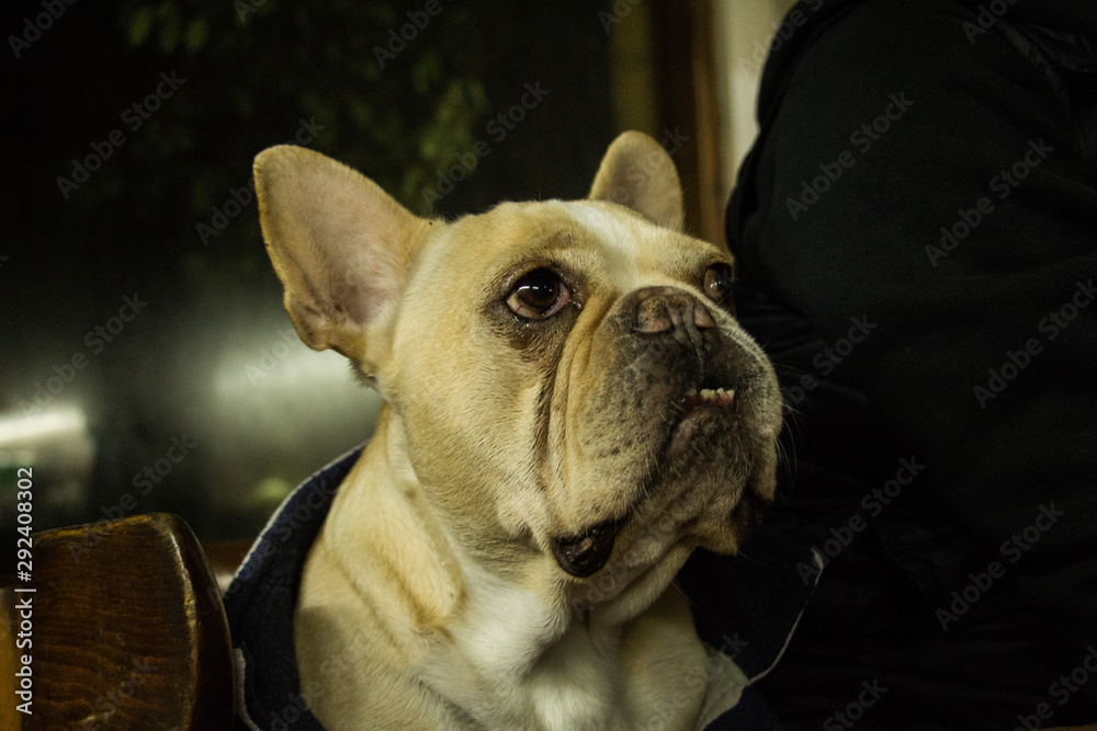 Fototapeta premium Detalle