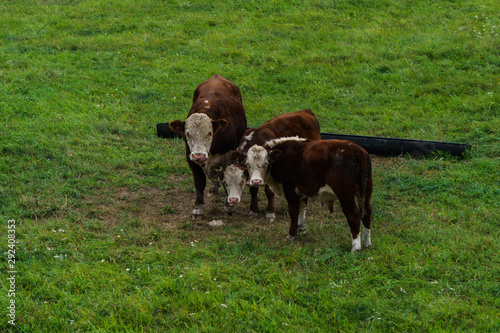 Three bulls graze on the field. .Derevensky landscape. photo