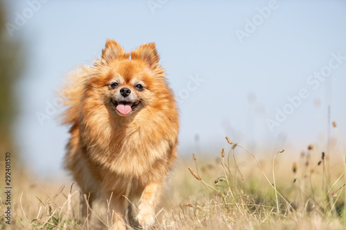 Portrait of a happy dog © Dyrefotografi.dk