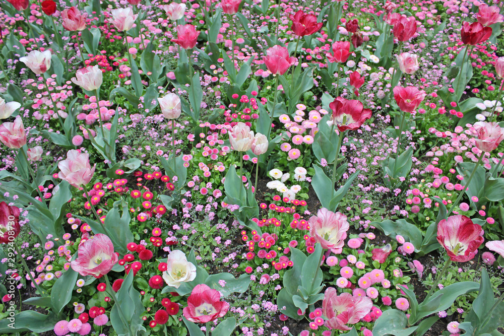 field of red and pink tulips in spring on a sunny day