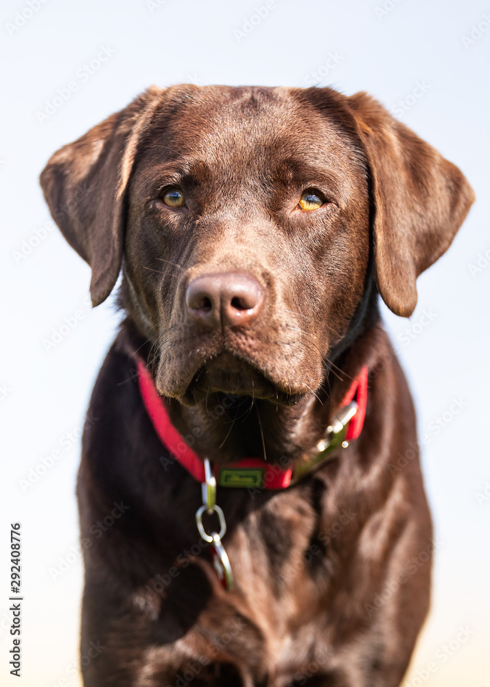 Portrait of a happy dog