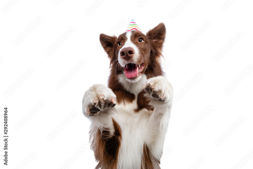 dog in a festive cap. Border Collie on a white background