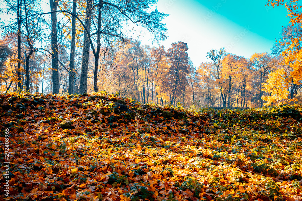 Riverside in autumn colors , Vivid morning in colorful forest with sun on trees. Scenery of nature with sunlight, autumn forest.