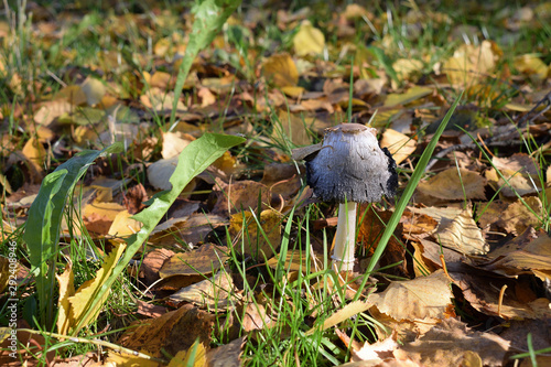 Inky mushroom (Coprinus comatus) among autumn dry tree leaves and green grass