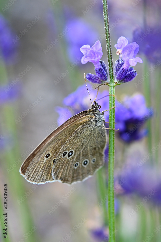 Fototapeta premium Schmetterling Natur