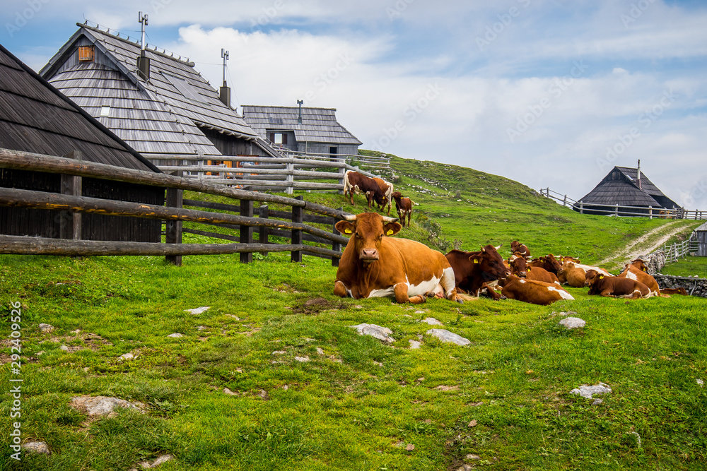 Cows in high plateau of Velika Planina, land of pastures and alpine huts high in the mountains, Slovenian Alps