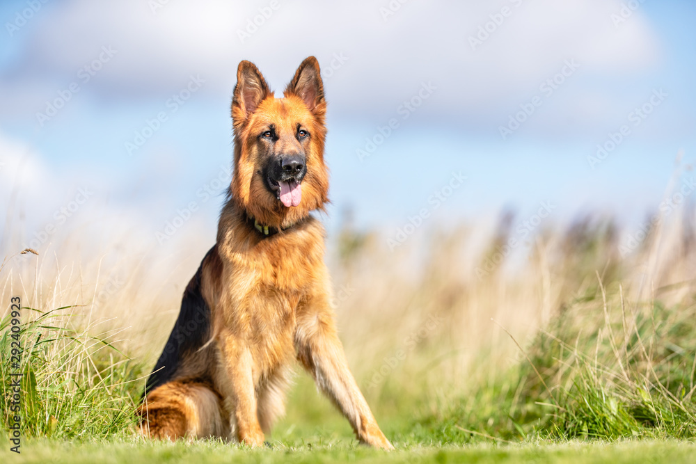 Portrait of a happy dog