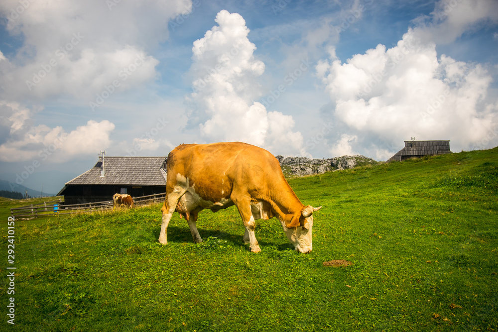 Cows in high plateau of Velika Planina, land of pastures and alpine huts high in the mountains, Slovenian Alps