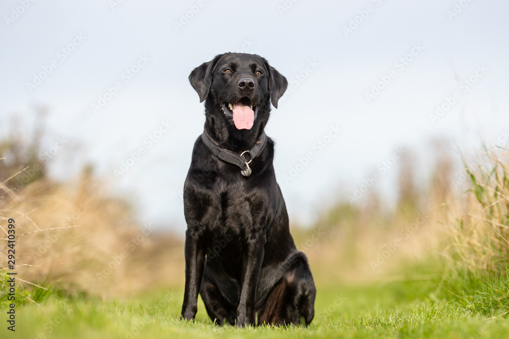 Portrait of a happy dog