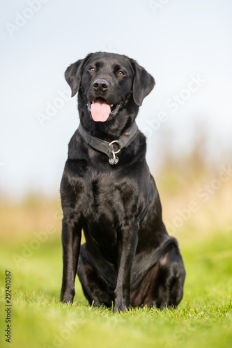 Portrait of a happy dog